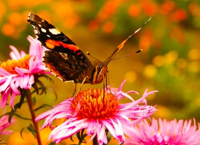 粉红锥形花上黑色和橙色马来花边蝴蝶的选择性聚焦摄影